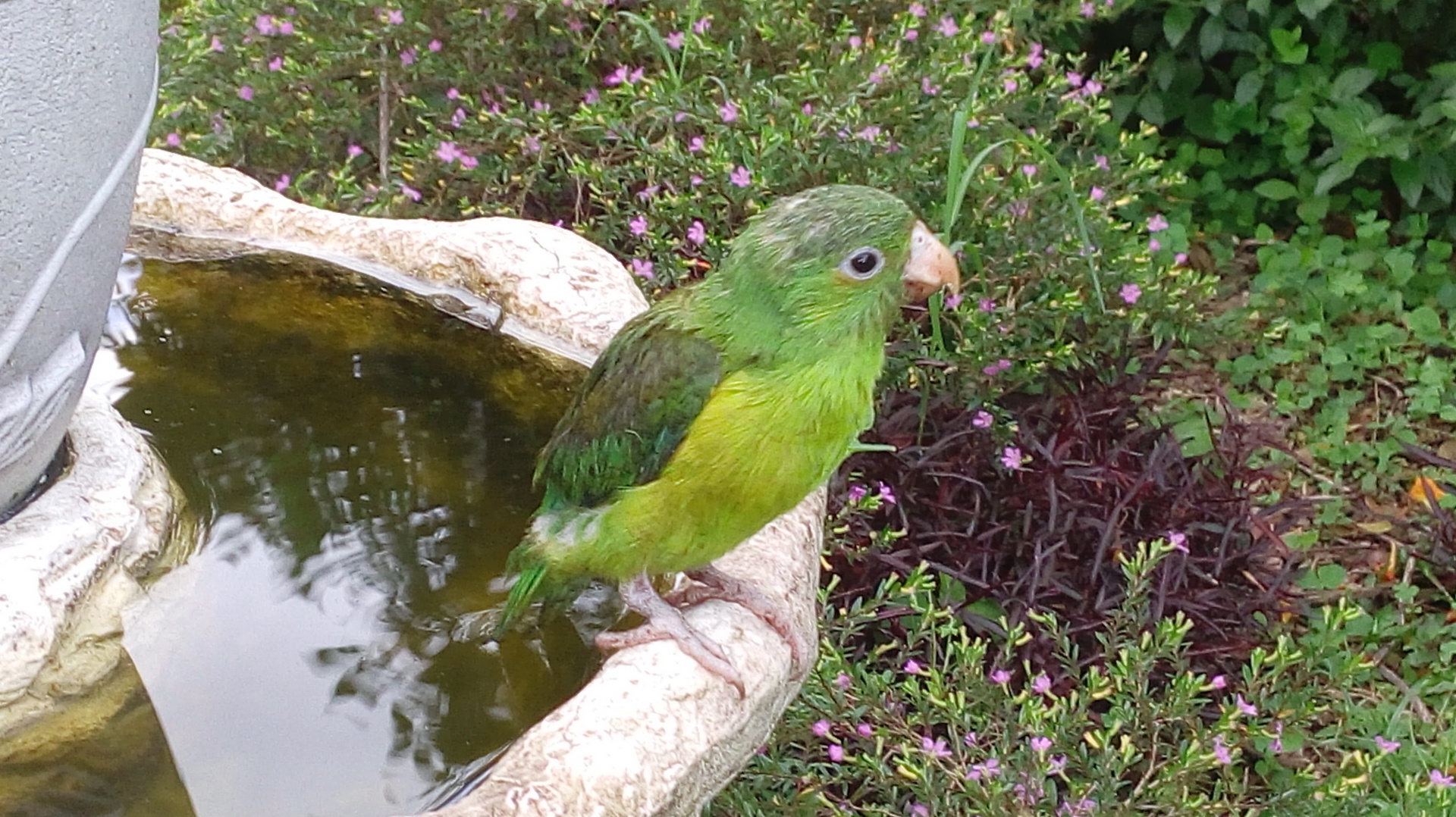 A parakeet taking a bath