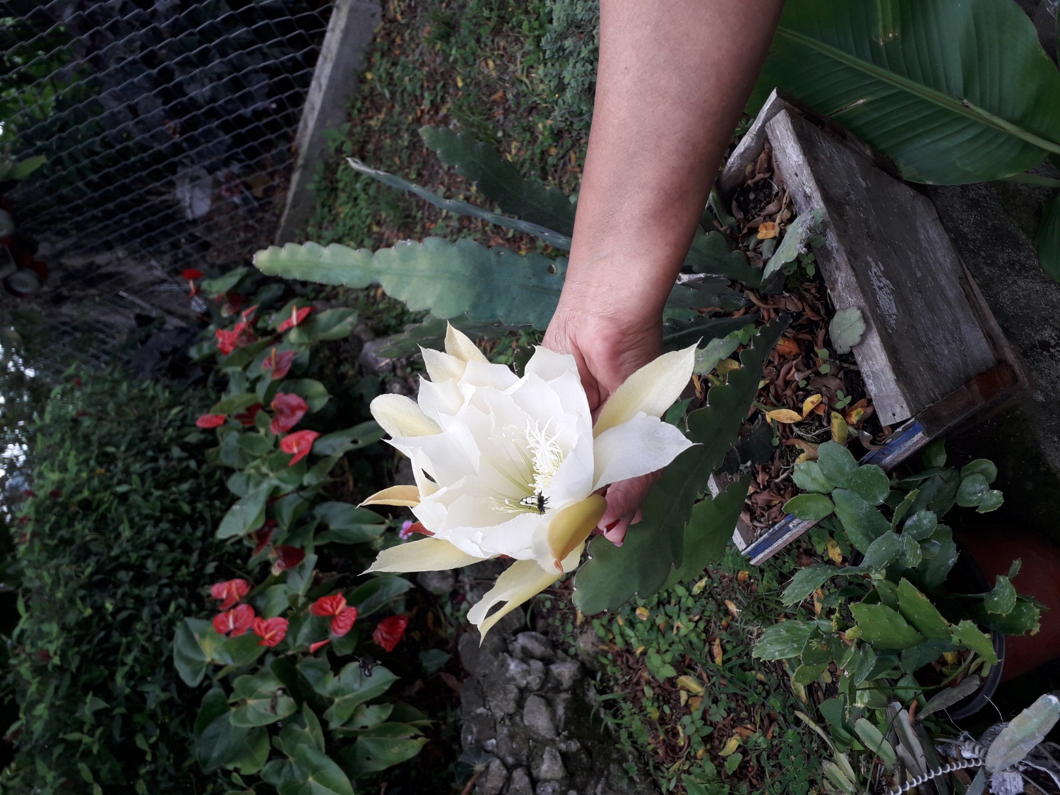 A beautiful cactus flower