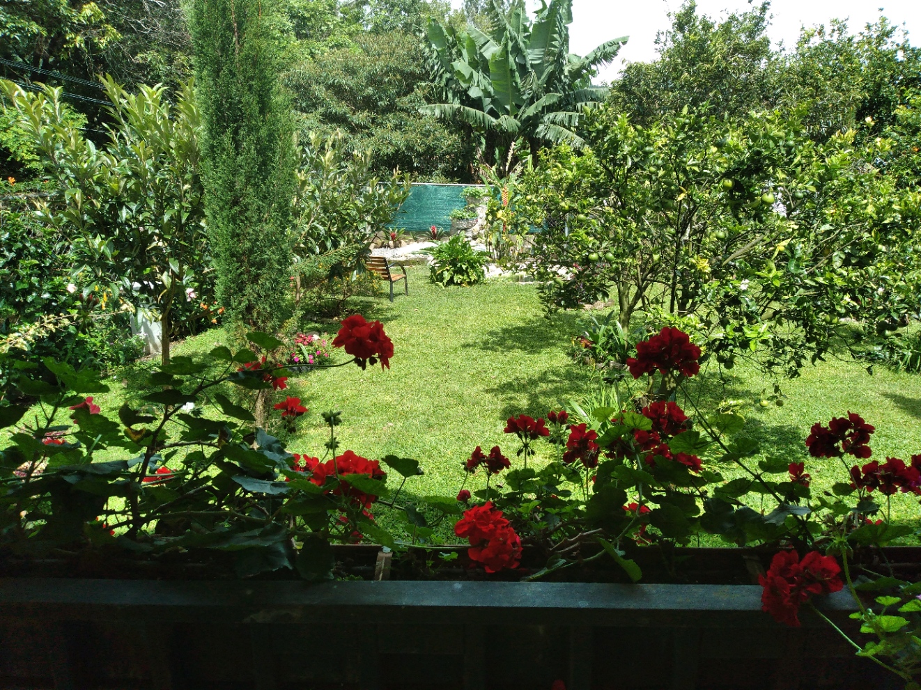 Terraza con Geranios