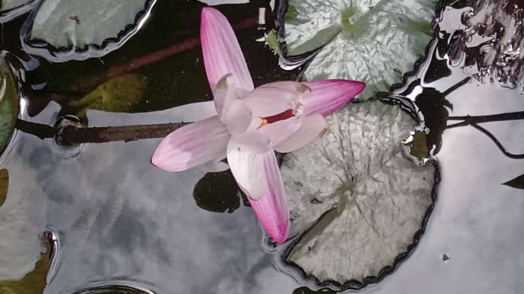 An open waterlily flower