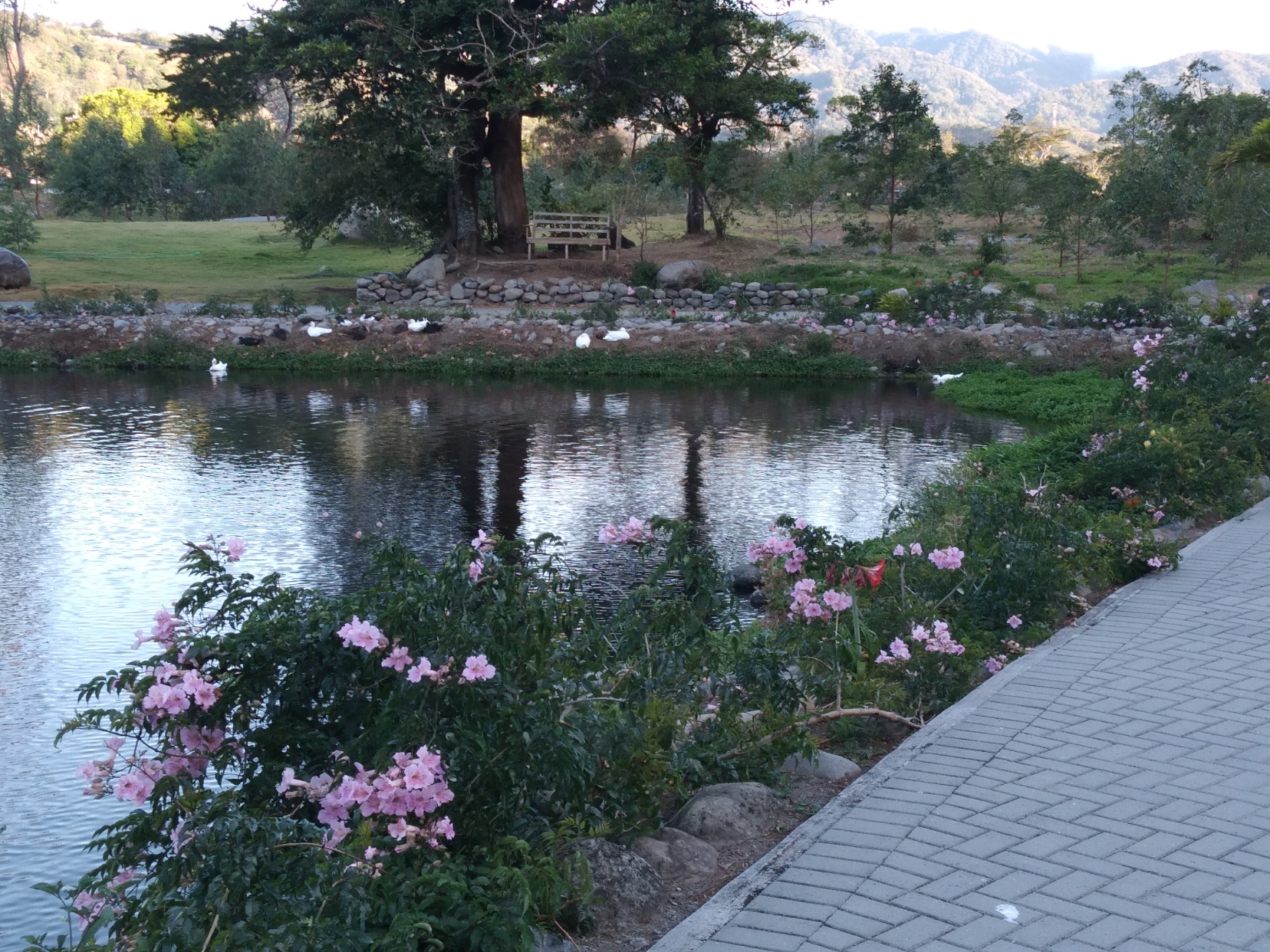 A morning walk through the park