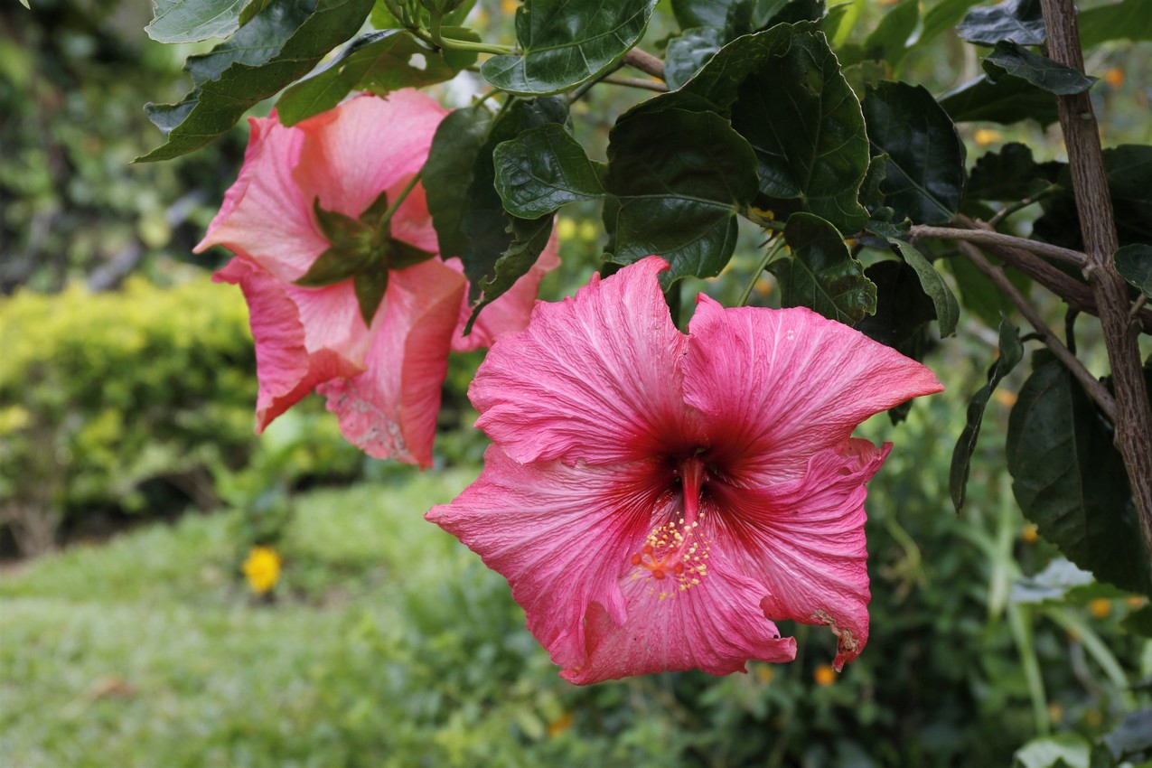 "Papos rojos" - red hibiscus