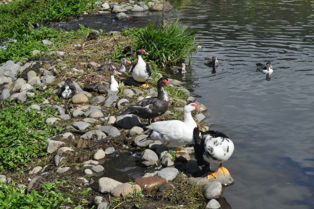 Ducks in Boquete's Park buy the River